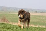 DOGUE DU TIBET 319